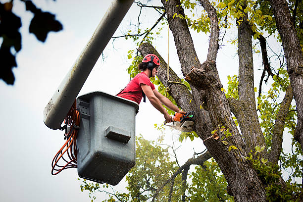 Best Tree Disease Treatment  in Markesan, WI